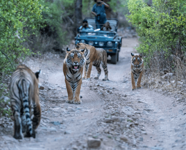 Ranthambore